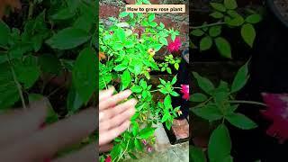 Rose plant care#rosecare#rosetips#gardening#flowers#rosecaretips#viral#rosegrowthing#shorts#facts