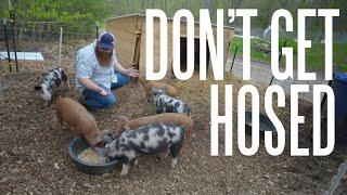 Tip For Buying Your First Homestead Pigs