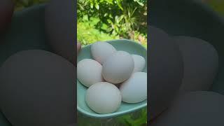 INIPON KO ITLOG NG NATIVE CHICKEN | ANU BA MAGANDANG GAWIN DITO?  #chicken #egg #farm #farming