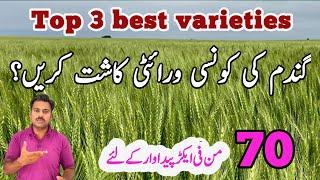 The best high yielding wheat varieties | Top three best wheat varieties | Abid Ali Agrarian