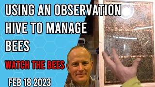 Using an Observation Hive to Manage your Bees - Jacksonville FL Zone 9a