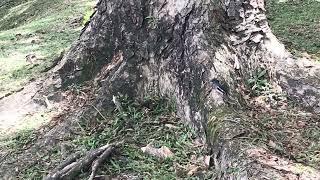 Magpie Robin Couple At The Park.