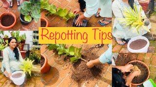 Repotting ಸರಿಯಾಗಿ ಮಾಡಿದರೆ ಯಾವ ಗಿಡಗಳು ಸಾಯೋದಿಲ್ಲ / repotting ಮಾಡುವಾಗ follow ಮಾಡಬೇಕಾಗಿರುವ tips/ Garden