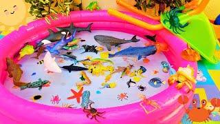 SEA ANIMALS FOR TODDLERS: JELLYFISH, HERMIT CRAB, TURTLE, WHALE SHARK, GREAT WHITE SHARK, AND OTHERS