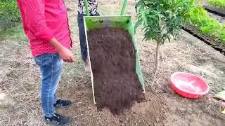 How to grow apple tree // सेब का पौधा कैसे लगाएं ! (8279737938 / 6396240346) @thefarmernursery4