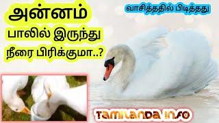 அன்னம் பாலில் இருந்து நீரை பிரிக்குமா?| Is it true that Swan can separate milk from water |Tamilanda