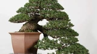 Inspirasi bonsai casecade