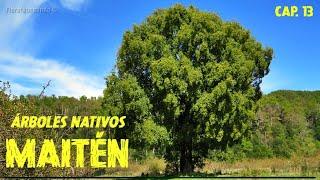 Native Trees of Argentina - Maiten (Maytenus boaria) - Chapter 13