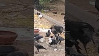 #crows eat curd from cup,Vijay Yadav, #clevercrow, #statuecircle , Yoga SRK