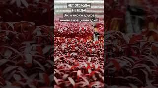 Выращивать #зелень круглый год легко и просто можно дома! #Микрозелень, #здороваяеда