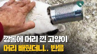 깡통에 머리 낀 고양이 구조해주자 반응