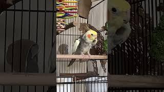 Cockatiel playing peek a boo