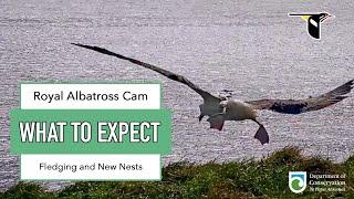 What To Expect On The Royal Albatross Cam: September–October | Fledging And New Nests