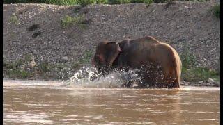 Dok Koon’s Incredible Transformation! – ElephantNews