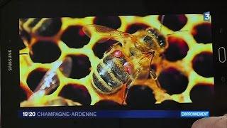 Le varroa, un acarien qui s’attaque aux abeilles