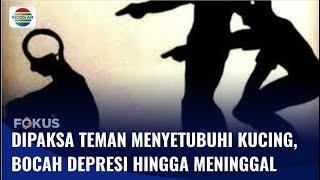 Bocah Laki-laki Dipaksa Temannya Berhubungan Badan dengan Seekor Kucing, Meninggal | Fokus