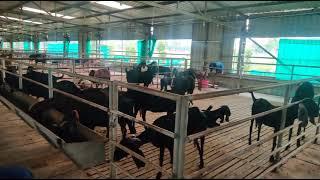 Vistara Goat Farm Pvt.Ltd (Banglore) || SR COMMERCIAL GOAT FARM || #shorts #short