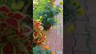 Wow beautiful nature  #garden#flower#plants#trending #viral#short#video