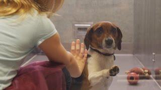 If this video about a shelter dog doesn't move you, check your pulse!