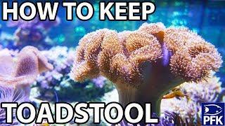 HOW TO KEEP TOADSTOOL CORAL - Sarcophyton sp