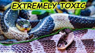 The MOST TOXIC SNAKE (of Thailand) - The Malayan Krait | short snake documentary