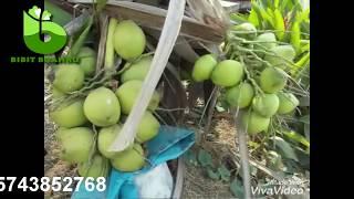 Ini Dia Buah Kelapa Pandan Wangi Asli