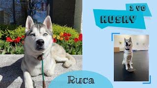 Best Husky Trainer in Scranton ||| OLK9 Lehigh Valley ||| 1 Year Old Husky, Ruca