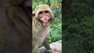 Comedy Status || Funny Status ||Comedy Video || Funny Video || Monkey Funny Video ️|| #shorts 