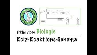 Erklärvideo Biologie – Reiz-Reaktions-Schema