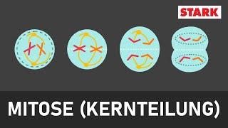 Mitose | mit Aufgaben [STARK] | Prophase, Prometaphase, Metaphase, Anaphase, Telophase | Zytokinese