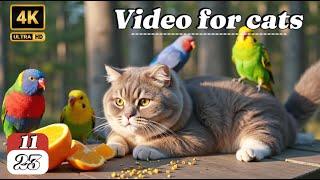 Ultimate Cat TV for Cats to Watch | 6 Hours of Birds Chirping & Squirrels Playing | Perfect Video