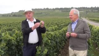 2014 Harvest at Domaine Olivier Leflaive, Puligny Montrachet