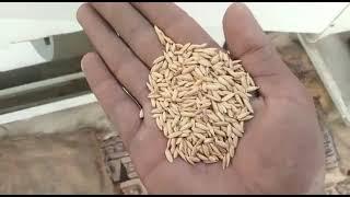 PADDY SEED PROCESSING PLANT | PADDY CLEANING OR GRADING PLANT 1-2 TPH | 8950146476 | 8950246476