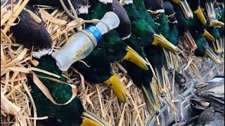 Duck calling Tips & Tricks “quack, greeter, hail call”