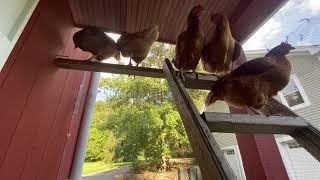 Chickens on the Roost and cuddle sesh! (ISA Brown) homemade roost bar / chicken coop @Red Rock Farm