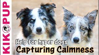 Capturing Calmness- how to train calmness in dogs