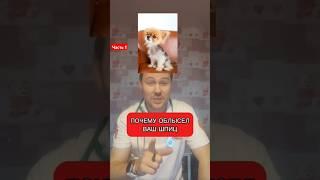 причины алопеции у собак #скораяветеринарнаяпомощь #ветеринарныйврач #ветеринарнадом