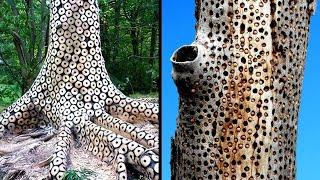 Mind Blowing Anomalies of Nature