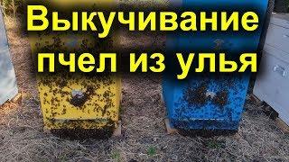 Выкучивание пчел из улья, причина?