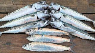 How to catch, clean and cook Mackerel and Herring - Delicious and simple | The Fish Locker