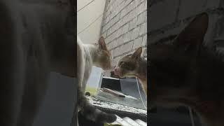 #trendingshorts #viralvideo #asmr#2noisy cat