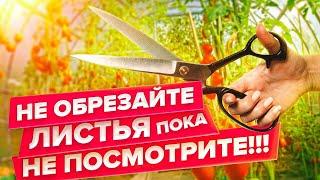 ОПАСНО!! ПОЧЕМУ НЕЛЬЗЯ ОБРЫВАТЬ ЛИСТЬЯ У ТОМАТОВ?