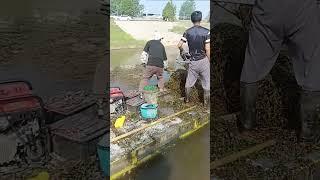 Два варианта лодки косилка для уборки водной растительности и покоса камыша /boat mower berky