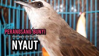 trucukan gacor ROPEL PANJANG pancingan trucukan agar bunyi JADIKAN burung trucuk gacor NYAUT