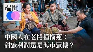 中國人在寮國種榴蓮：甜蜜利潤還是海市蜃樓？