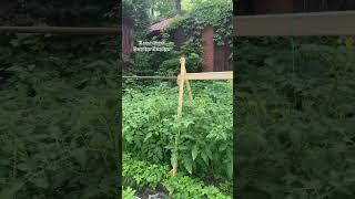 Томатный рай #лето2024 #дача #огород #томаты #сад #лето #помидоры #garden