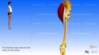 Gluteus maximus, tensor fascia lata, iliotibial tract