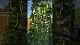 欣欣向荣的菜园子（种菜—2024/36）
