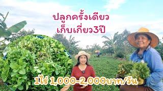 ปลูกสะระแหน่ 1ไร่ ครั้งเดียว เก็บเกี่ยวตัดขายได้ 3 ปี มีรายได้งามๆ 1,000-2,000บาททุกวัน