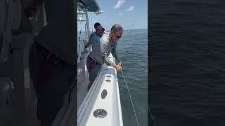 Goofish vs 300lb bull shark